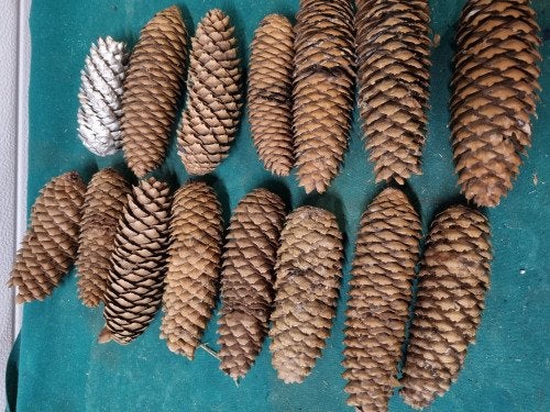 dennenappels langwerpig 15 stuks, Diversen, Kerst, Ophalen of Verzenden, 'T Olde Gre-j, Info@toldegrej.nl, Endepoelstraat 20f Didam