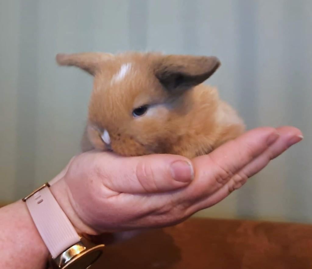 Lieve minilop ram, Dieren en Toebehoren, Konijnen, Dwerg, Mannelijk, 0 tot 2 jaar