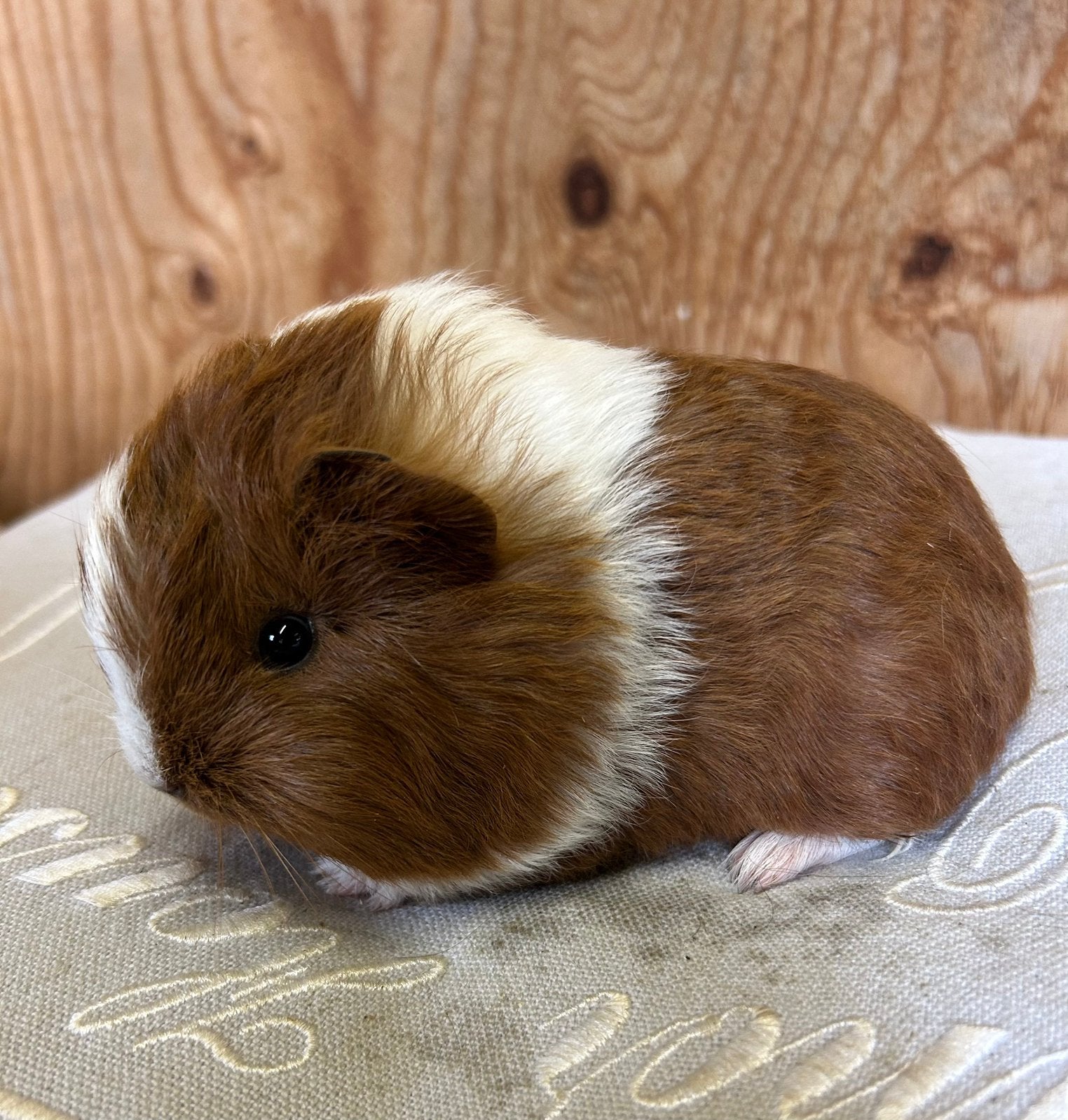 Jong cavia vrouwtje mixje, Augustus, Vrouwelijk, Cavia
