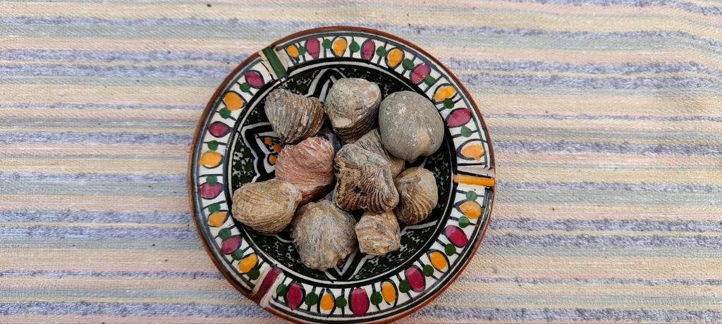 Verzameling fossielen, schelpen, Ophalen, Schelp(en)