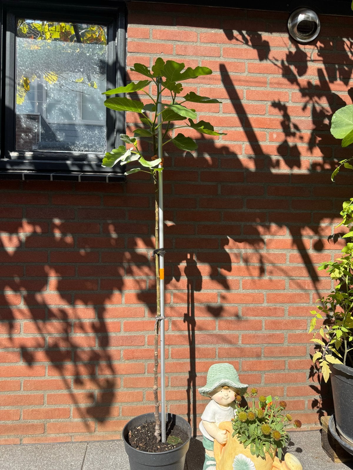 Brown Turkey vijgenboom uit Turkse moederboom  | 123 cm, Ophalen, Lente, In pot, 100 tot 250 cm