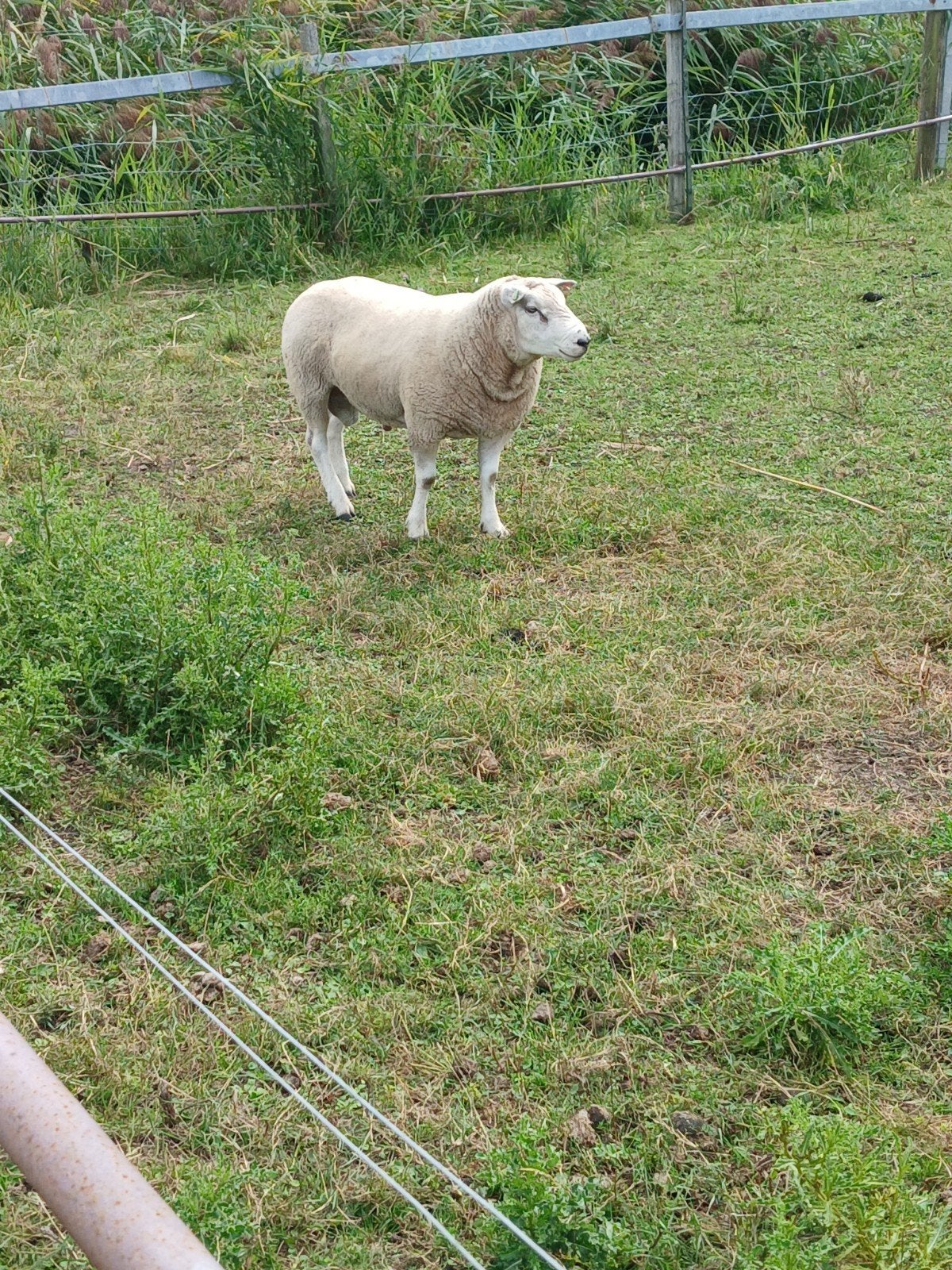 Texelaar  Dek Ram, Mannelijk, Schaap, 0 tot 2 jaar