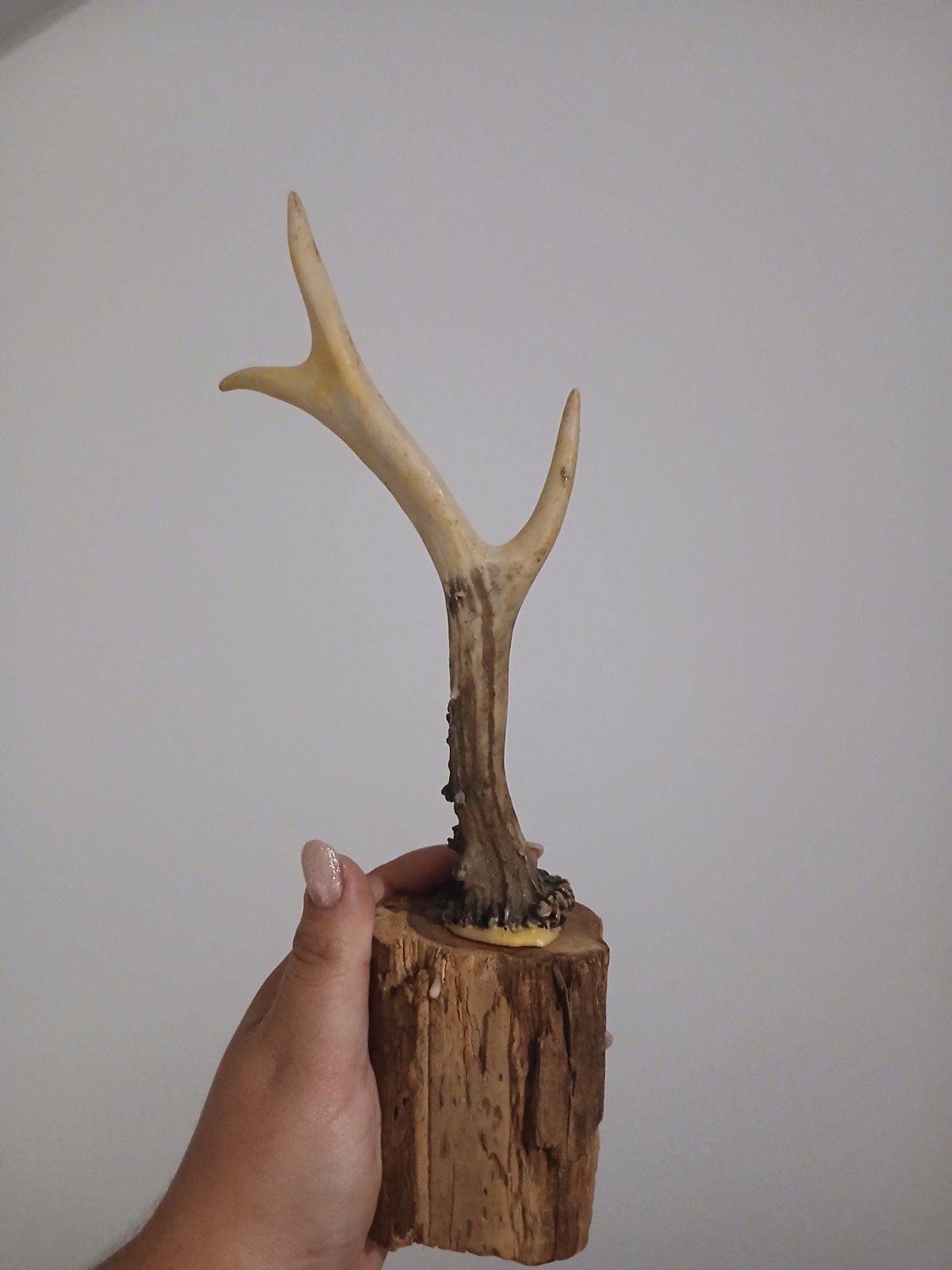 Herten Gewei op Houten Voetstuk - Decoratief Item, Ophalen of Verzenden, Gebruikt