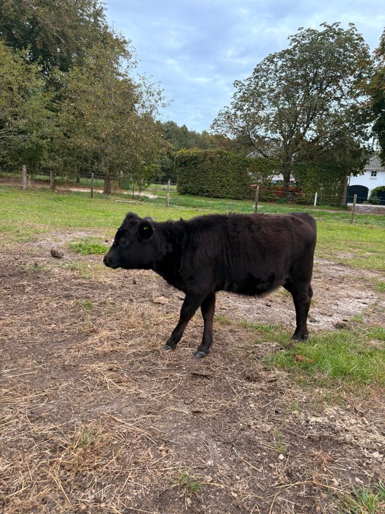 3x Dahomey kalf te koop, Dieren en Toebehoren, Meerdere dieren, 0 tot 2 jaar