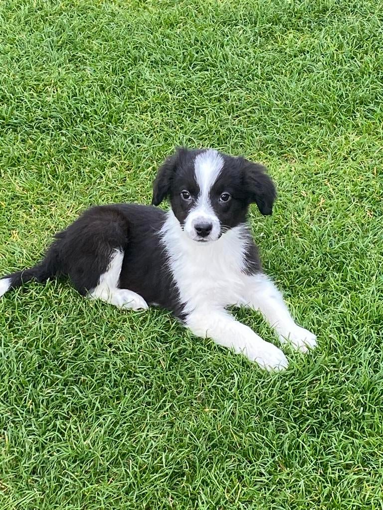 Hele vrolijke en speelse BORDER COLLIE x FRIES STABIJ pups, Parvo, Nederland, 8 tot 15 weken, Meerdere