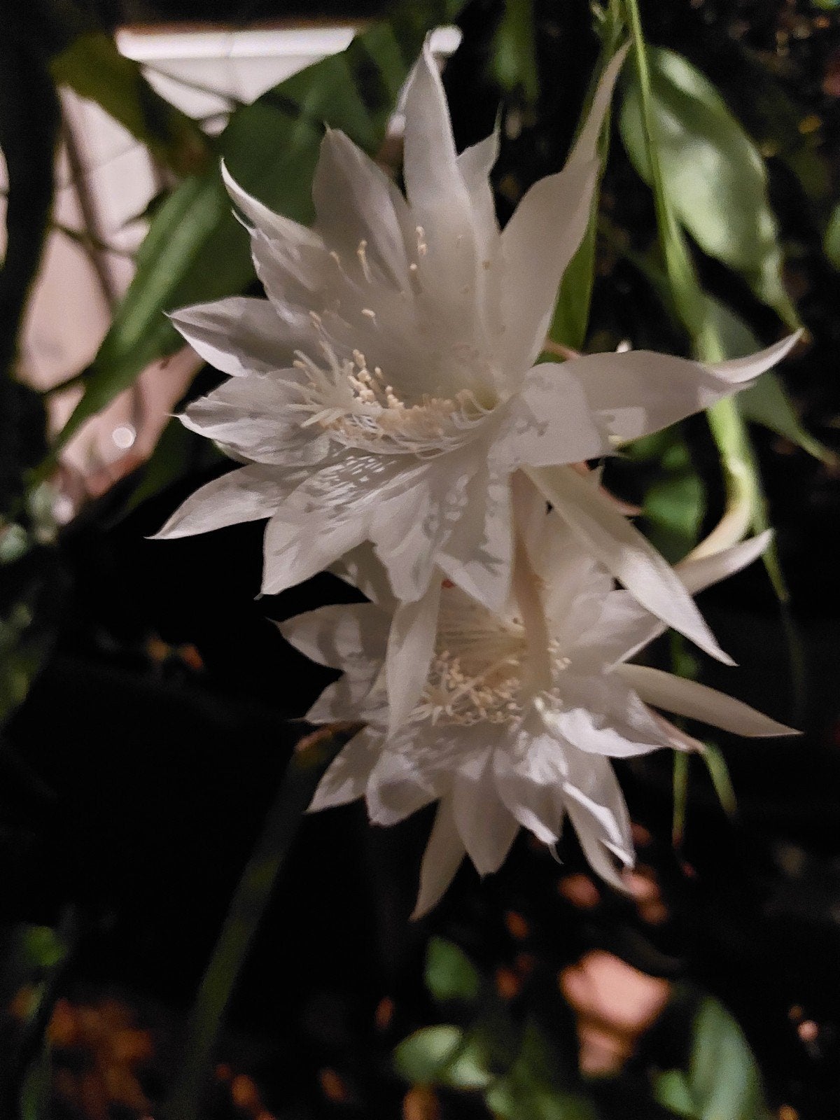 Epiphyllum Pumilum , gewortelde stek, Overige soorten, Vaste plant, Ophalen of Verzenden, Halfschaduw