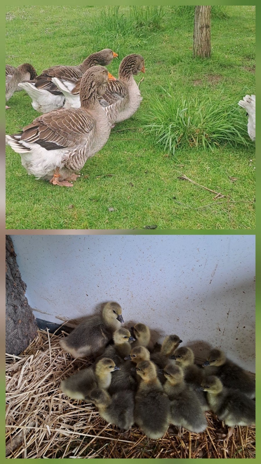 Toulouse  de wlap  ganzen pulletjes 45 euro p.stk, Meerdere dieren, Gans of Zwaan