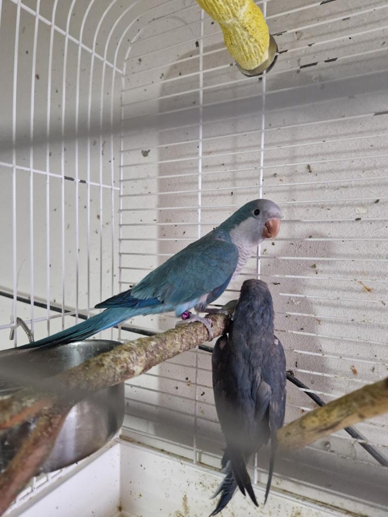 muisparkiet pop, Dieren en Toebehoren, Vrouwelijk, Parkiet