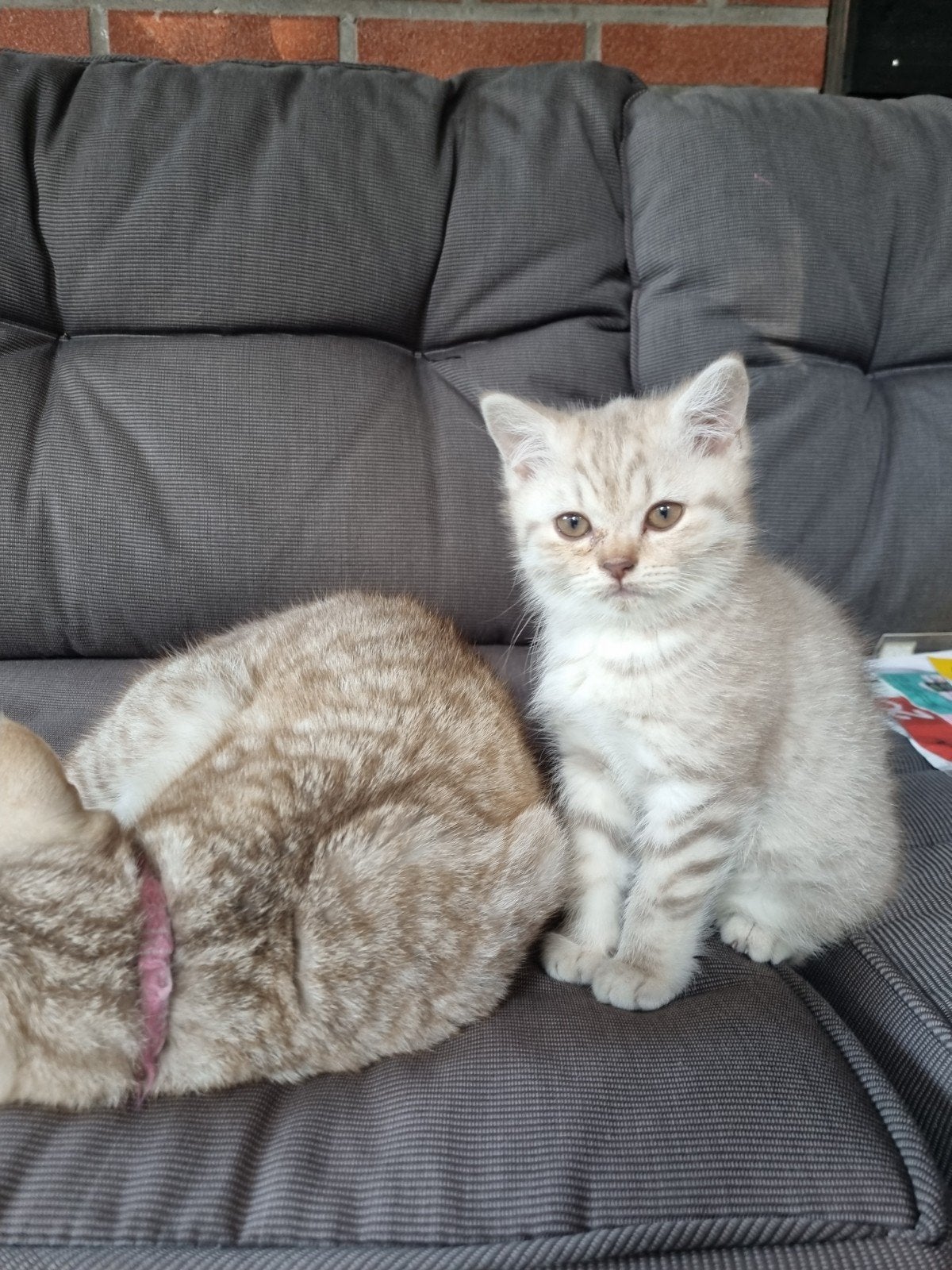 Britse silver tabby korthaar kitten, Poes, Kortharig, 0 tot 2 jaar