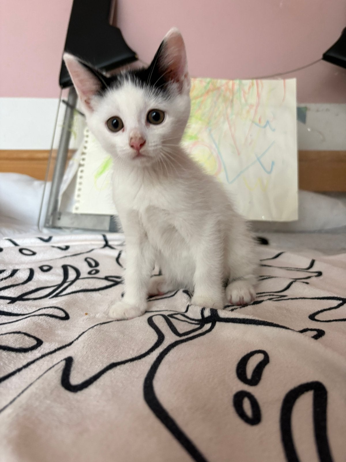 Kittens geboren 11 april. Vanaf 6 juni ophalen, Dieren en Toebehoren, Meerdere dieren