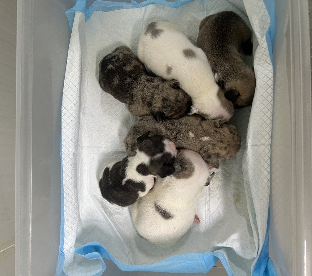 Franse Bulldog ouders aanwezig, België, Particulier, 8 tot 15 weken, Bulldog