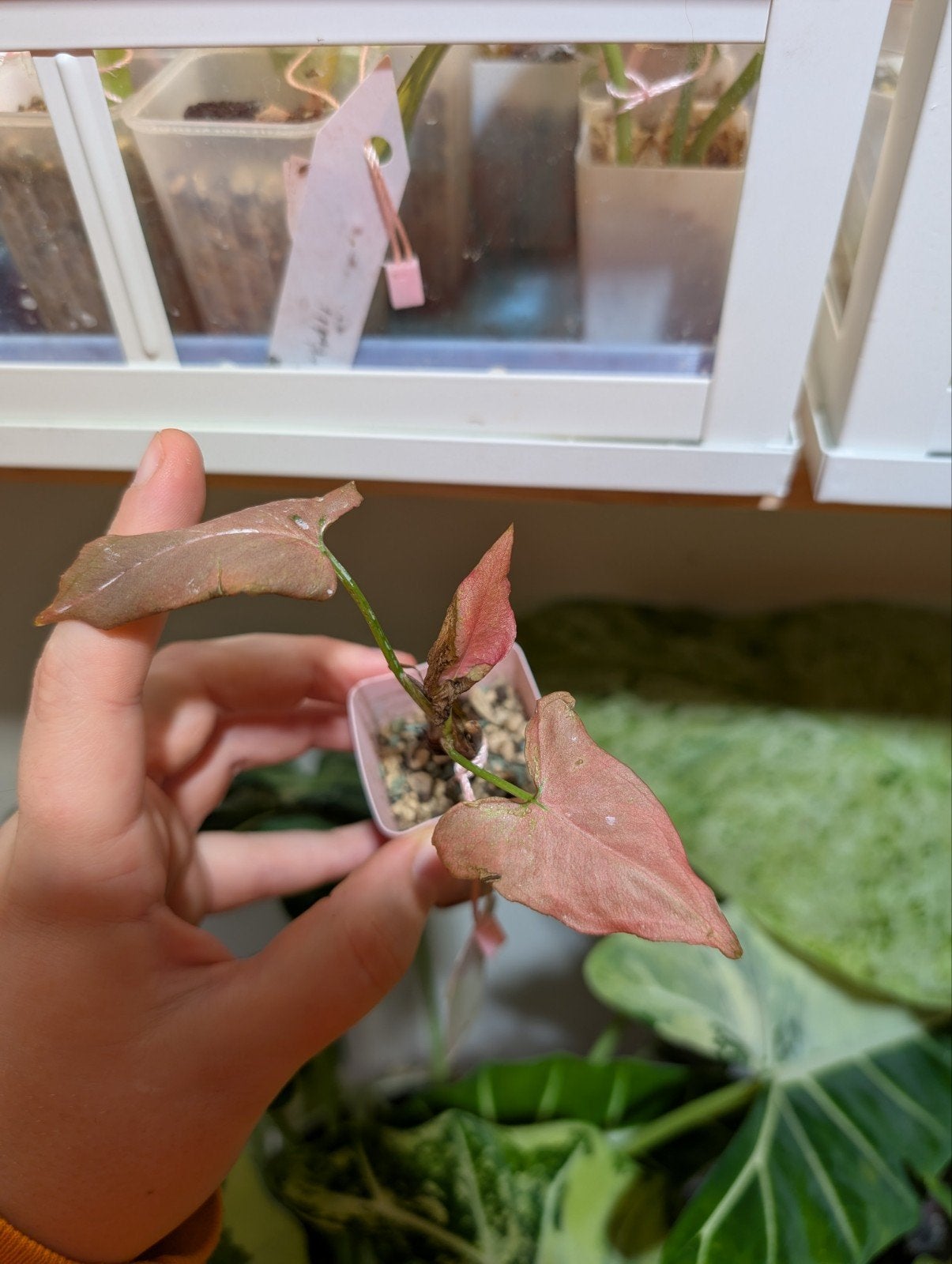 syngonium Pink salmon, Ophalen of Verzenden, Halfschaduw, Minder dan 100 cm