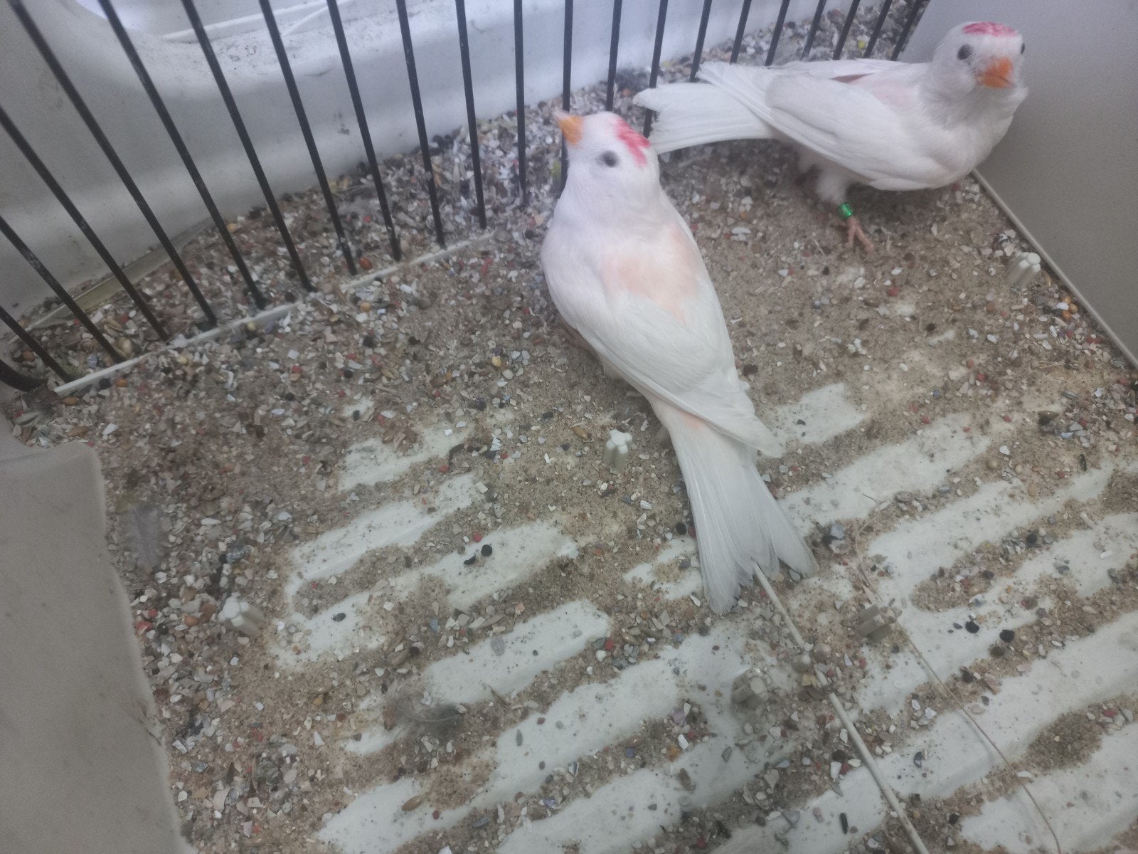 isabel barmsijs poppen 2026, Dieren en Toebehoren, Vogels | Overige Vogels, Vrouwelijk, Wildzangvogel, Geringd