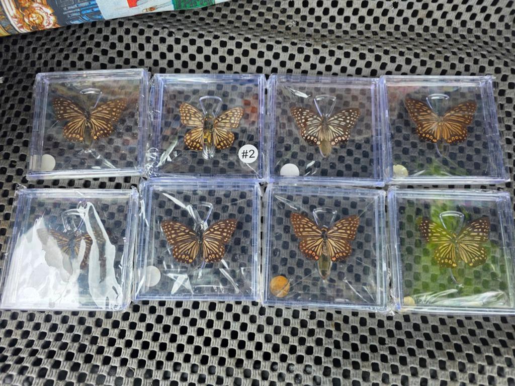 8 mooie vlinders in plastic doosjes - decoratie, Ophalen of Verzenden, Gebruikt, Insect, Opgezet dier