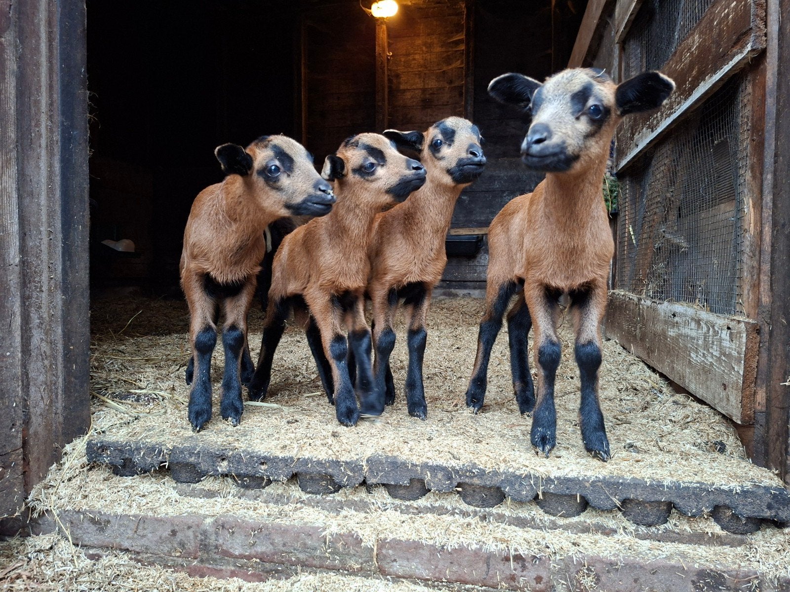 Raszuivere Barbados Blackbelly ramlammeren, Meerdere dieren, Schaap