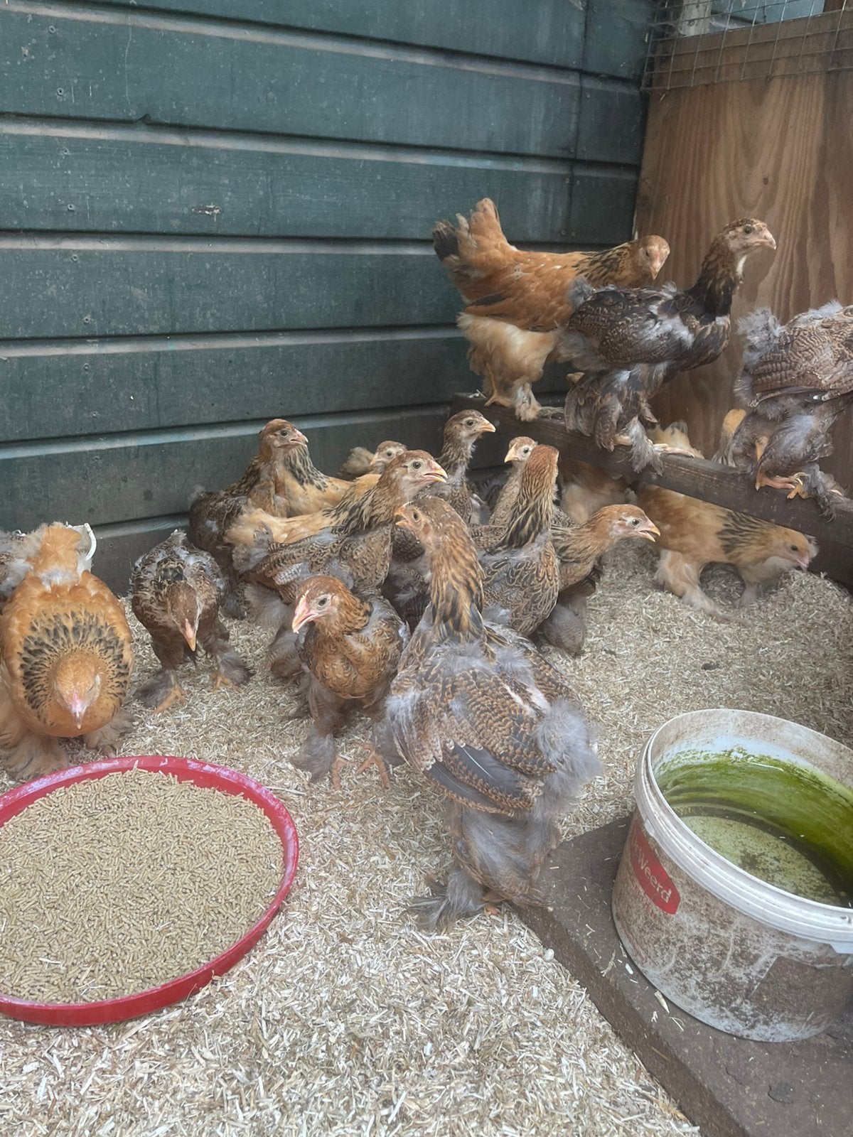 Verschillende kleuren grote Brahma’s van 2026, Dieren en Toebehoren, Pluimvee, Vrouwelijk, Kip