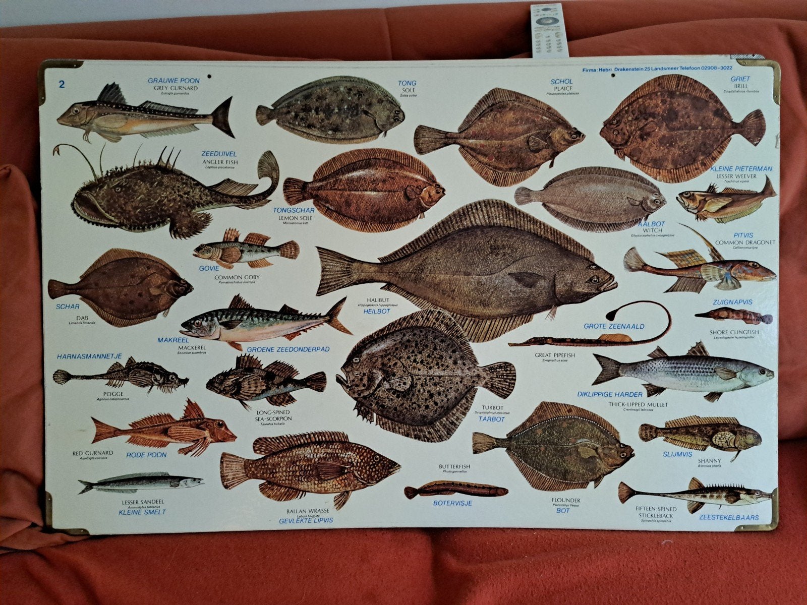 Drie mooie stevige schoolplaten - Zeeleven (48 x 75 cm), Ophalen