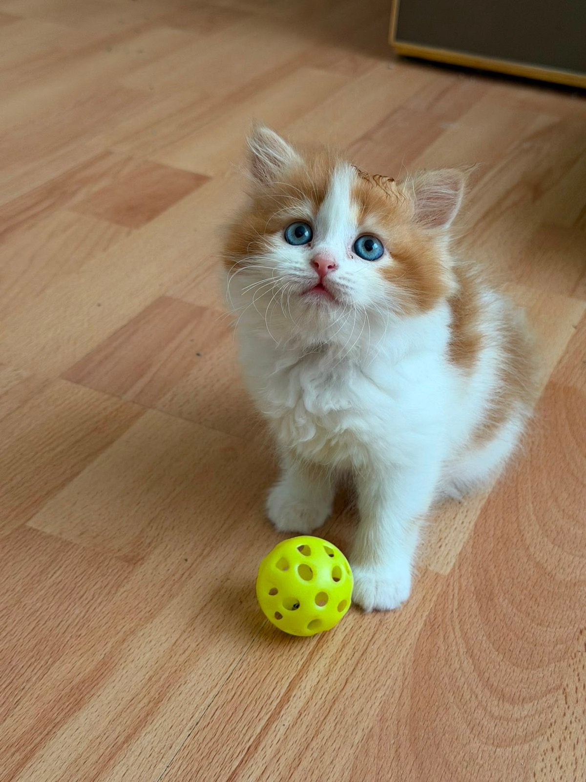 Perzische kittens, Meerdere dieren
