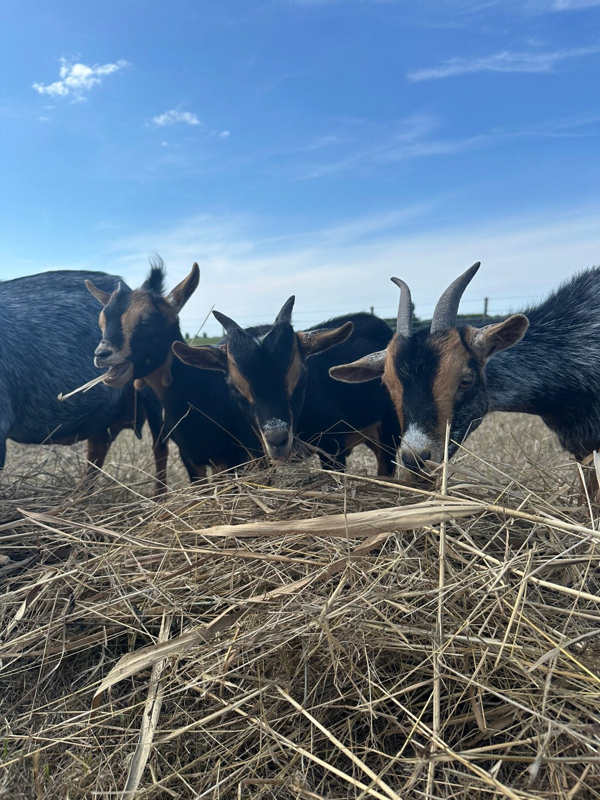Dwerggeit (bokje) - black & tan - 3 mnd oud, Dieren en Toebehoren, Schapen, Geiten en Varkens, Mannelijk, Geit