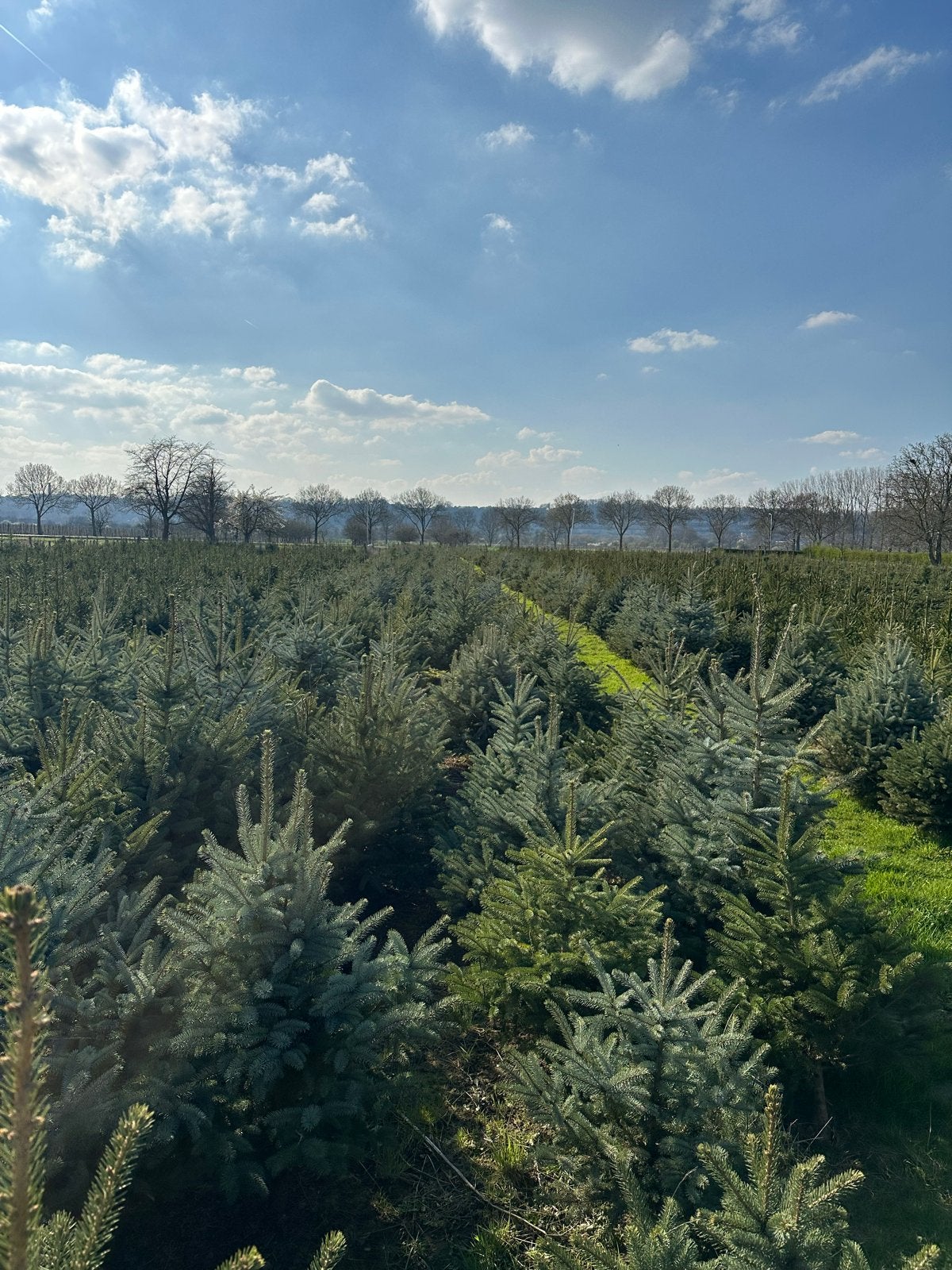 Diverse Kerstbomen te koop, Overige soorten, Volle zon, Vaste plant, Ophalen of Verzenden