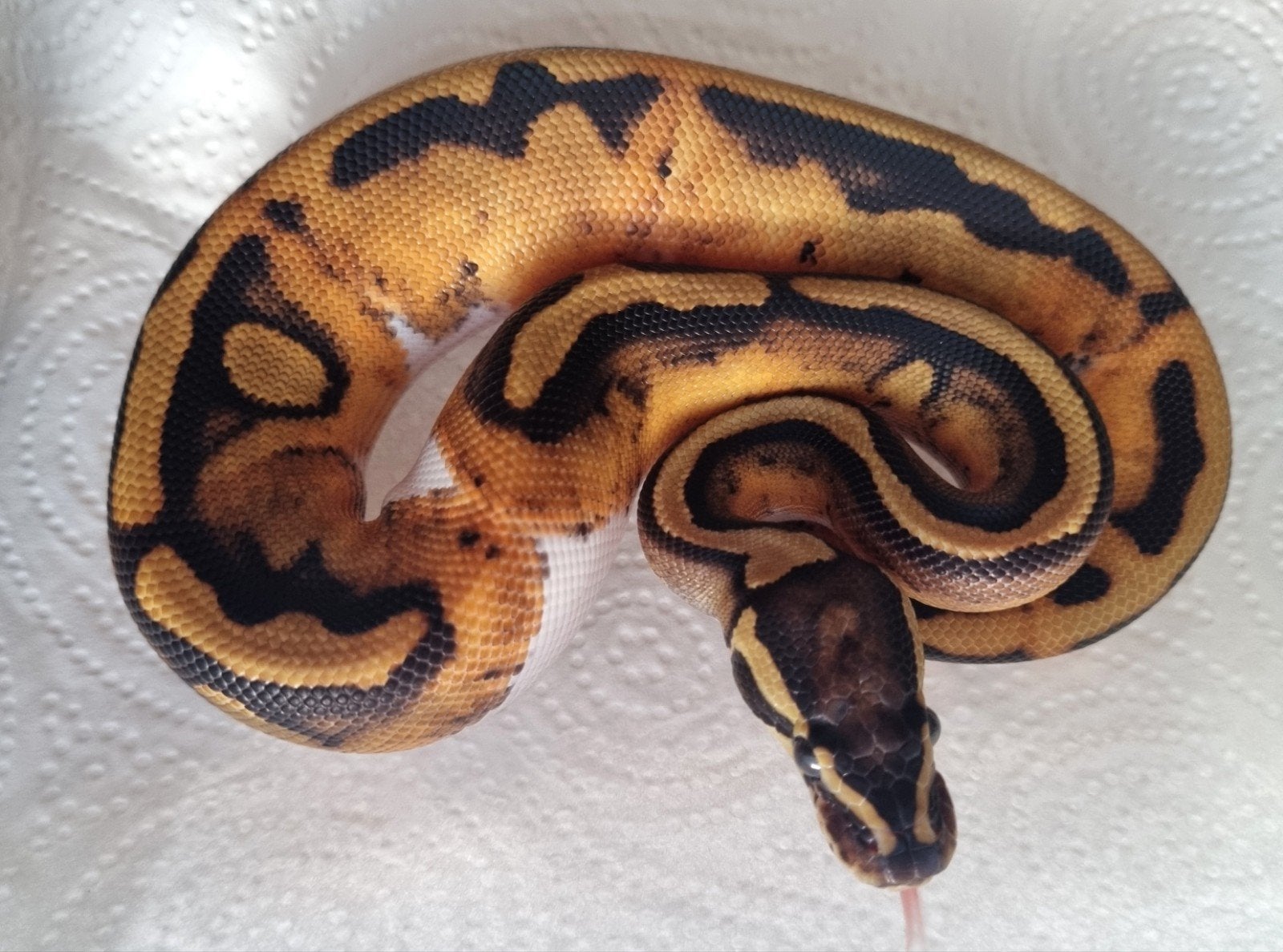 1.0 (blackhead) piebald 100% het lavender albino Ball Python photo 2