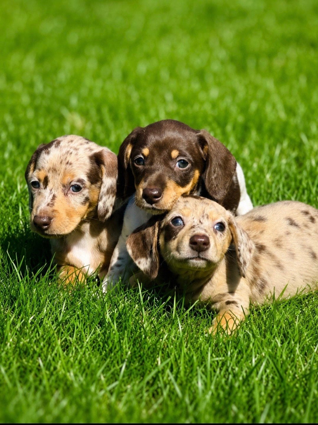 Prachtige Teckel Pups, 8 tot 15 weken, Korthaar, Dwerg, Parvo