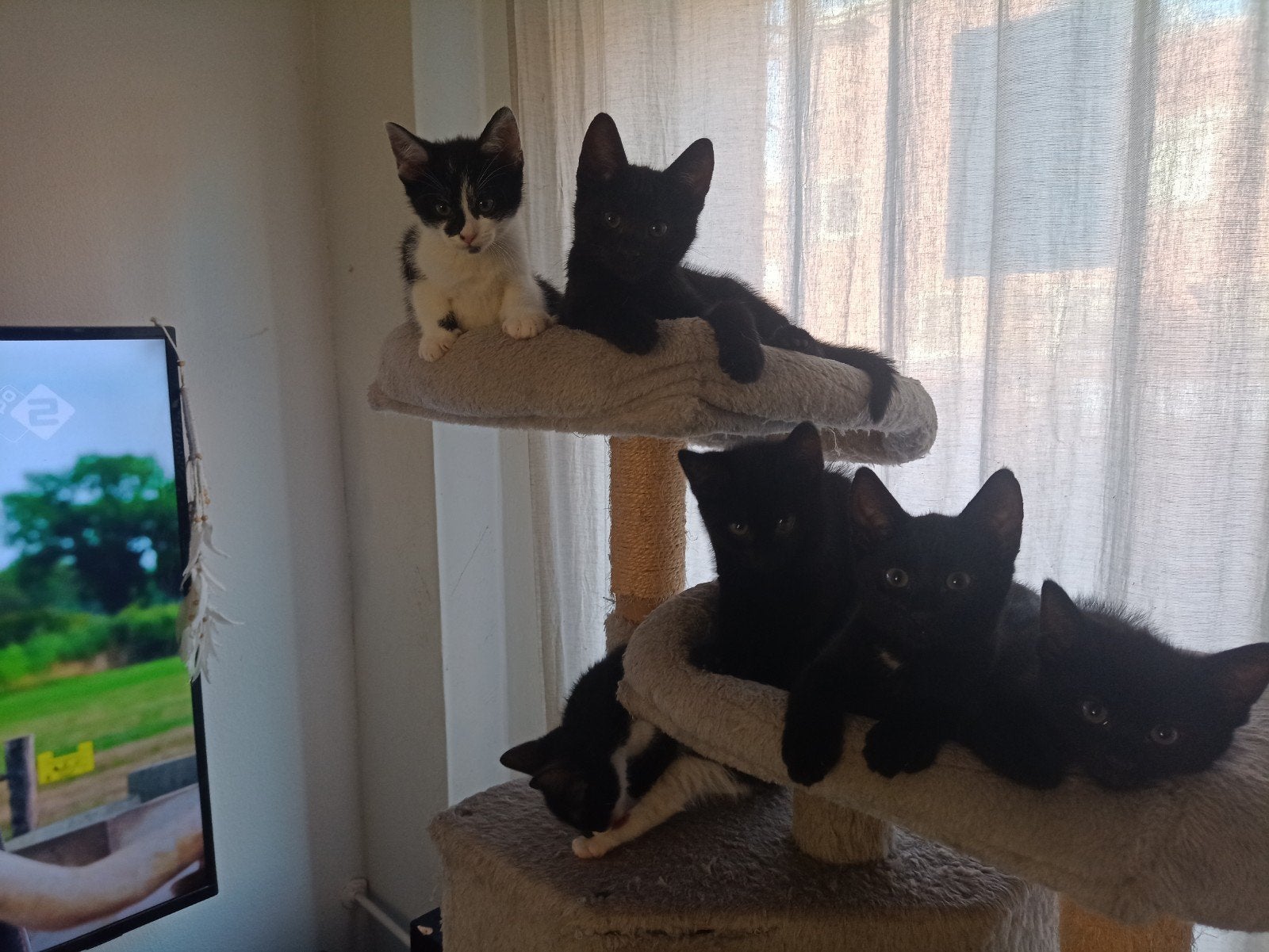 kittens Den Haag € 15 van 8 en 9 weken., Dieren en Toebehoren, Katten en Kittens | Overige Katten, Meerdere dieren