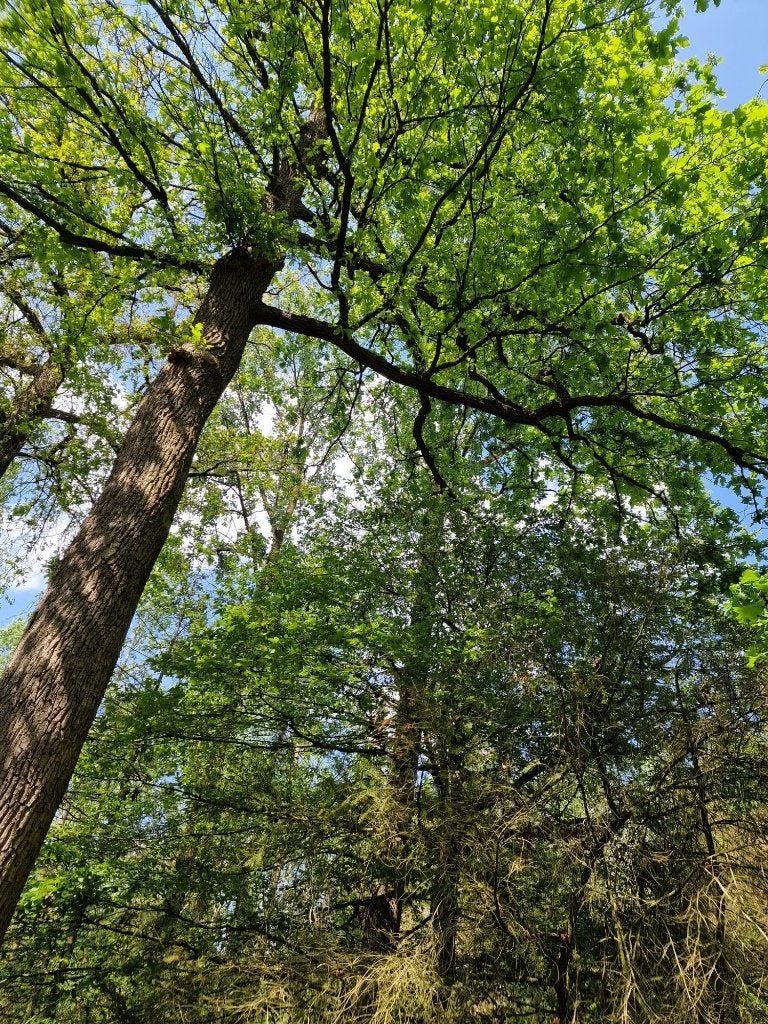 Te koop bosgrond, diverse bospercelen en weilanden, Ophalen, Volle zon, Overige soorten
