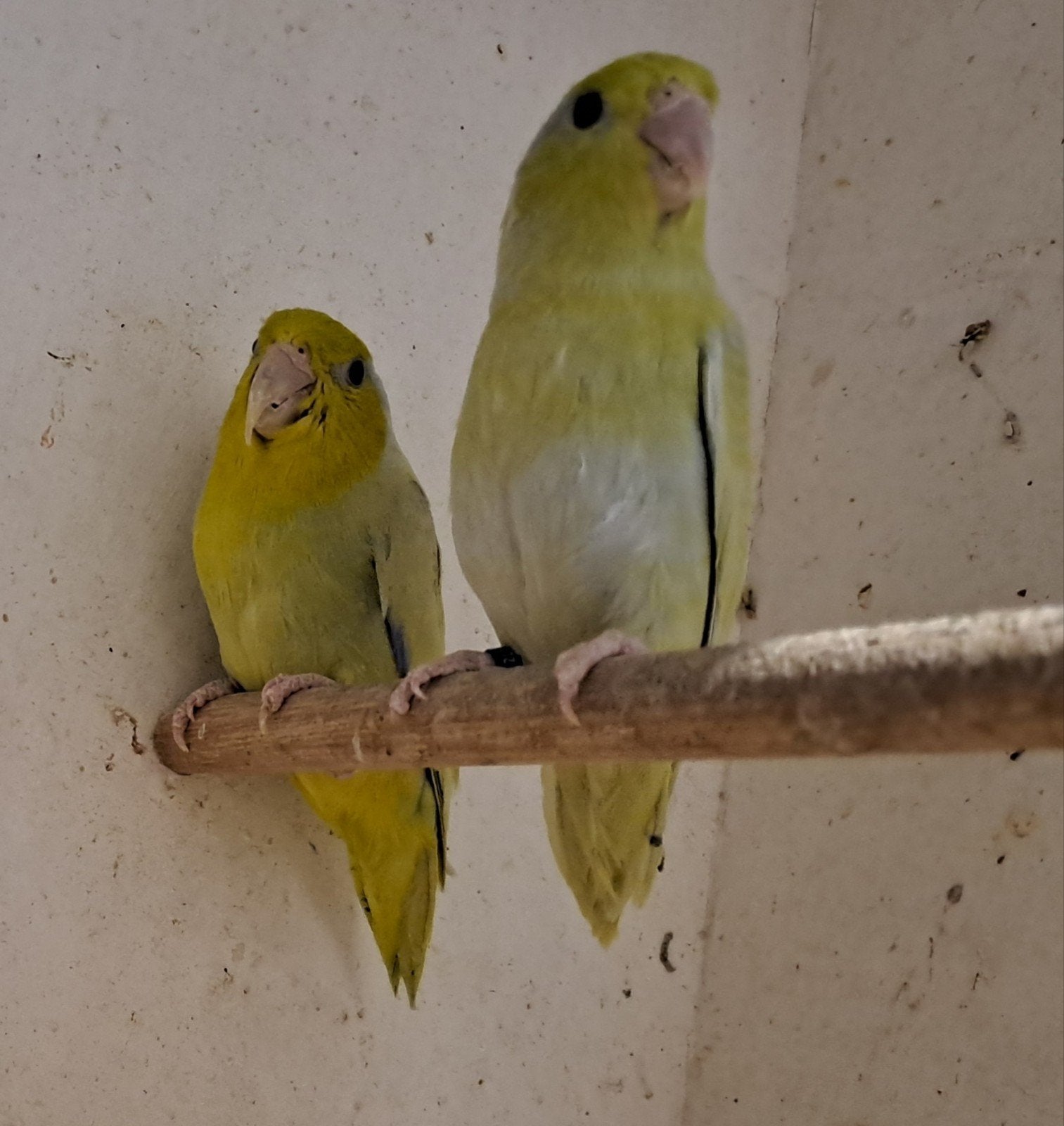 Koppel forpussen, Meerdere dieren, Parkiet, Geringd