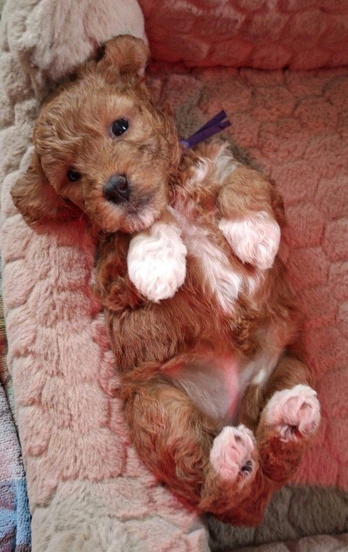 Mini Labradoodle puppy's. Mogen over 3 weken verhuizen., 8 tot 15 weken, Meerdere, CDV (hondenziekte), Nederland