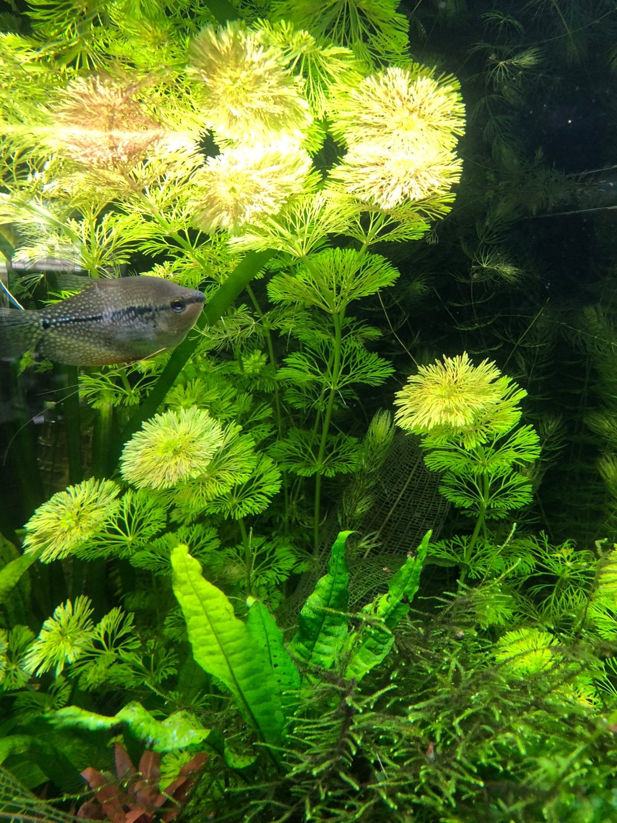 Limnophila sessiliflora (aquariumplant), Ophalen, Nieuw, Plant(en), Steen of Hout