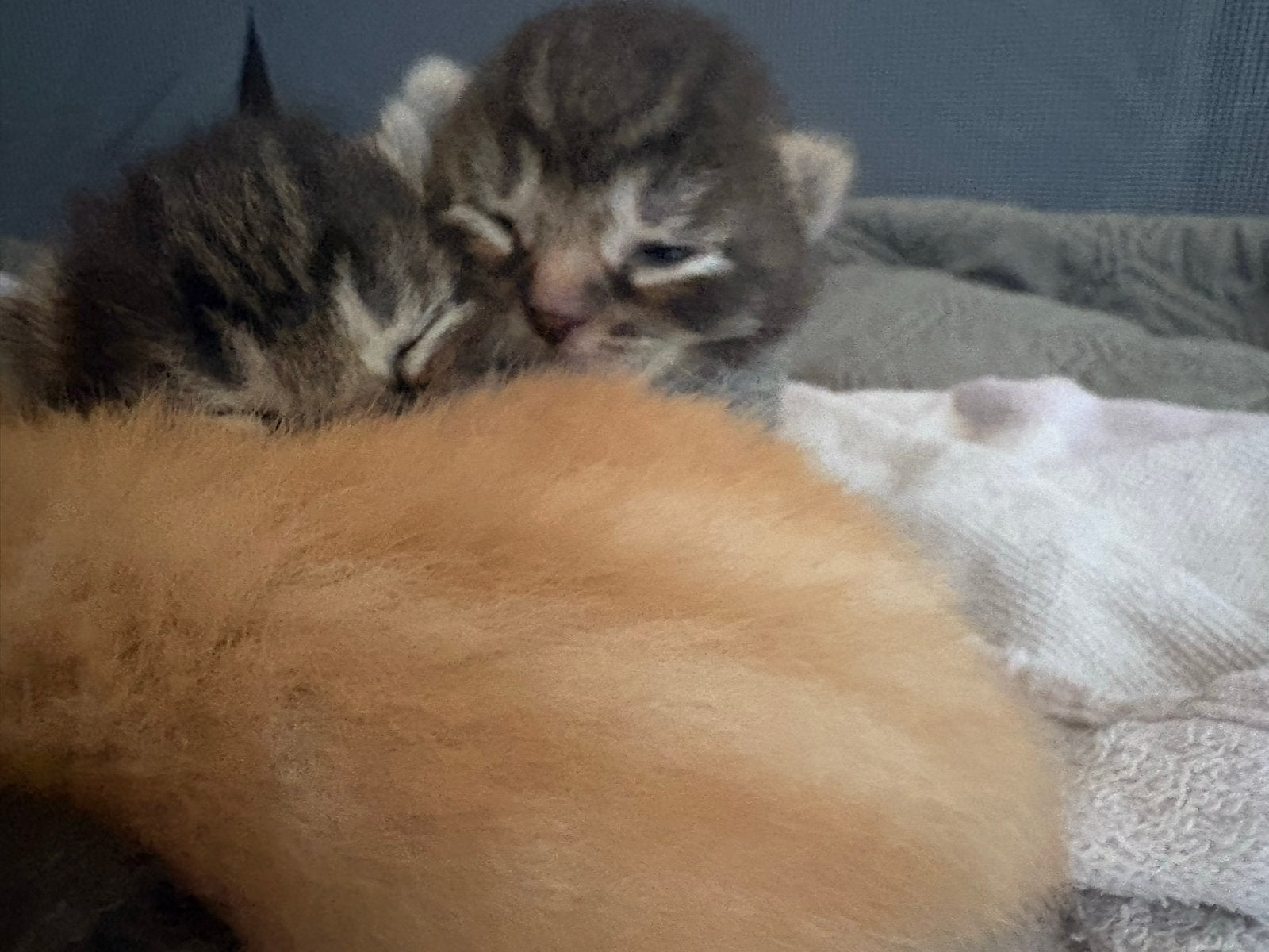 Kittens, Meerdere dieren, 0 tot 2 jaar