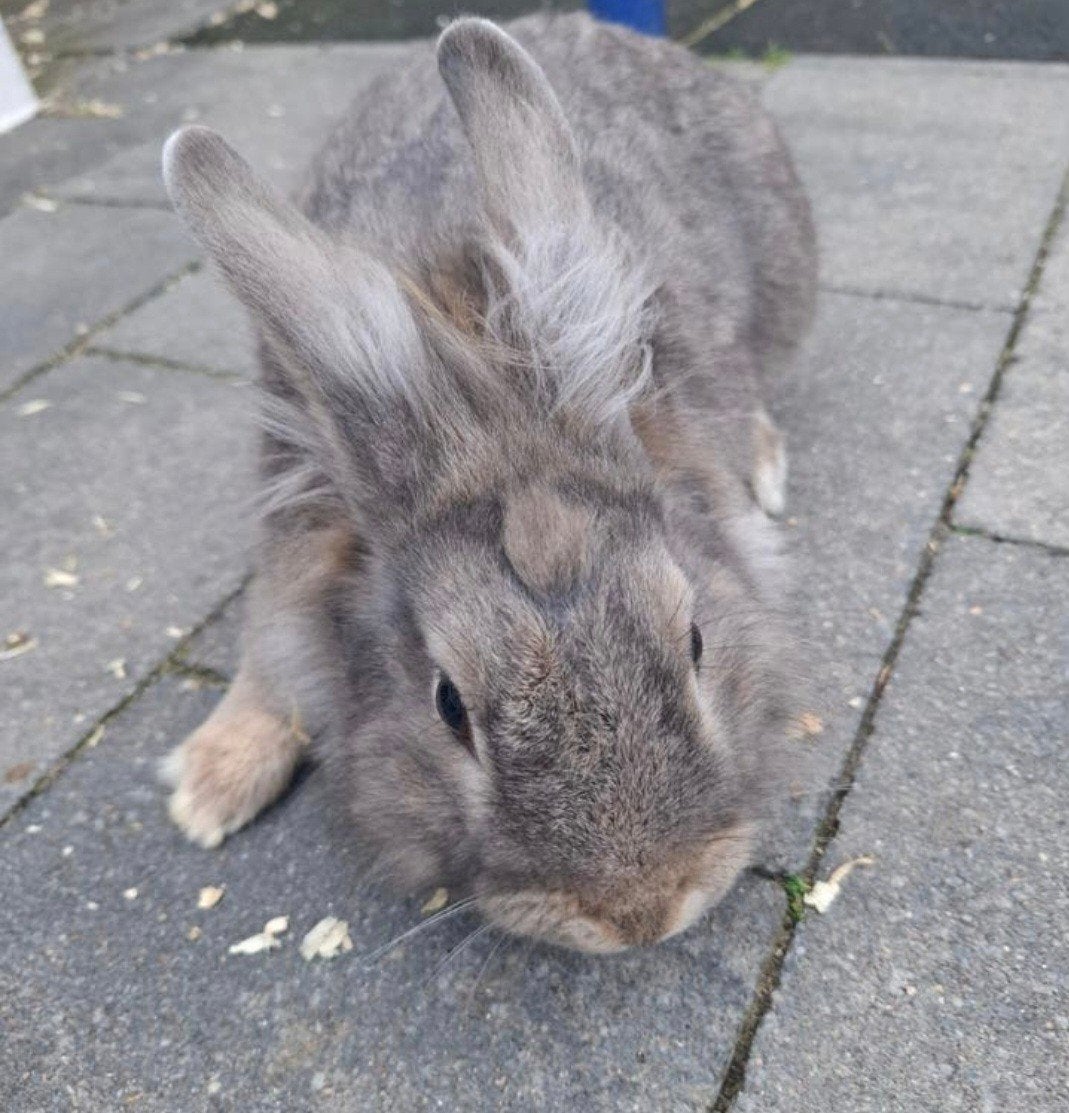 Lief mannetjes konijn, Dieren en Toebehoren, Mannelijk