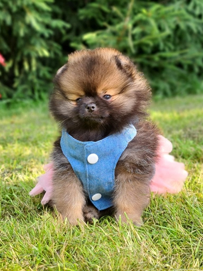 Pomeriaan pup teefje Orange Sable – Bear type, Keeshond, 8 tot 15 weken, Buitenland, Teef