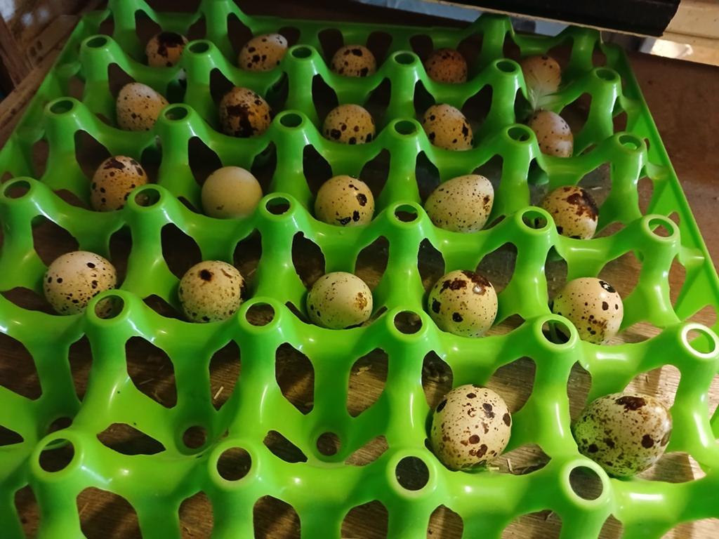 Broedeieren Japanse en Jumbo kwartels diversen kleuren, Dieren en Toebehoren, Pluimvee | Toebehoren, Ophalen of Verzenden, Overige typen