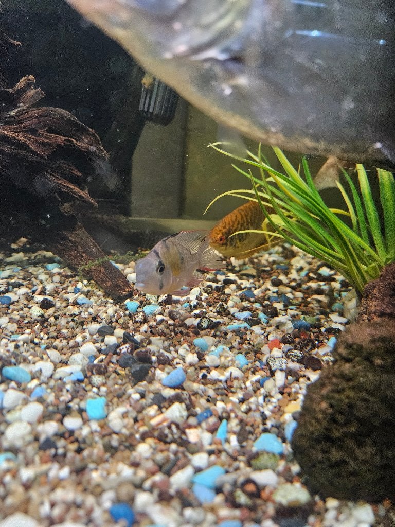 Visje  remi aquarium vis, Dieren en Toebehoren, Ophalen of Verzenden