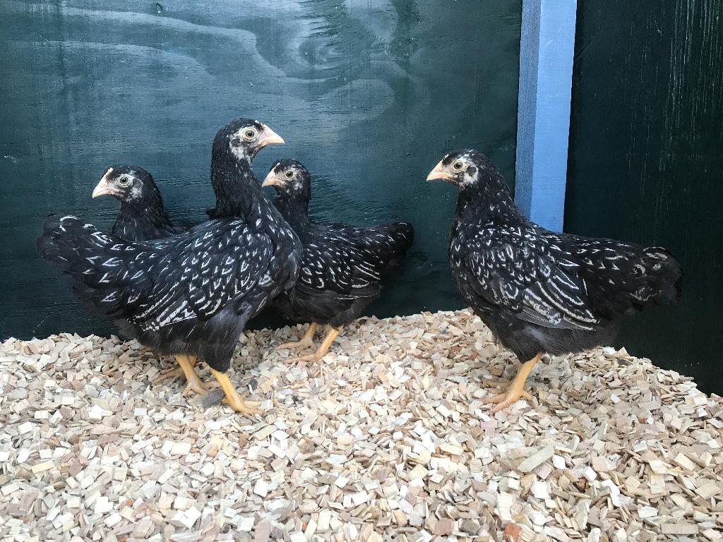 Jonge Barnevelder kriel zilver gezoomd gesekst & ingeënt, Dieren en Toebehoren, Pluimvee, Vrouwelijk, Kip