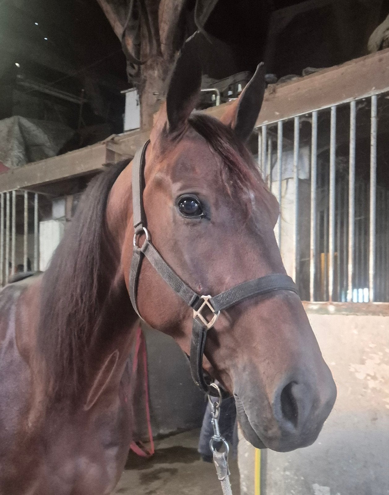 Lieve draver ruin, Dieren en Toebehoren, Ruin, 160 tot 165 cm, Recreatiepaard, 3 tot 6 jaar