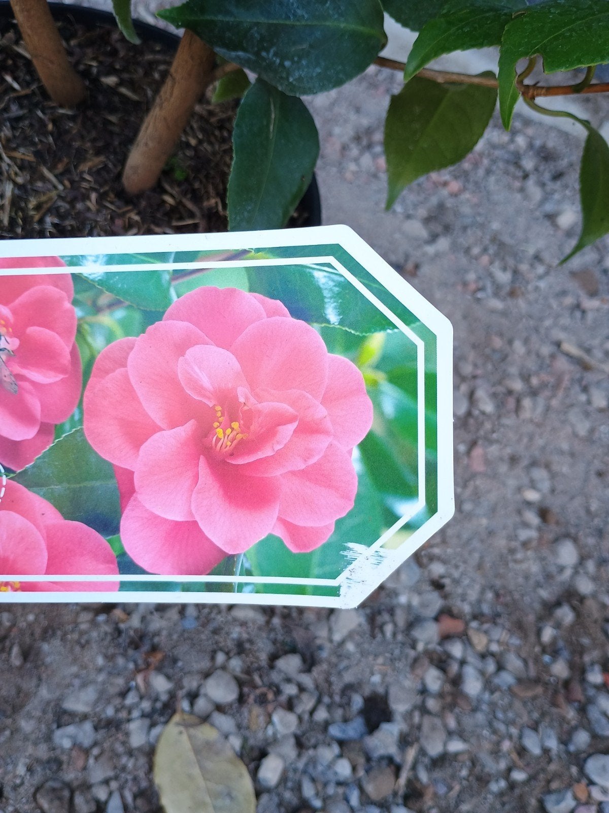 Camelia reticulata - Prachtige Roze Bloemen, Ophalen