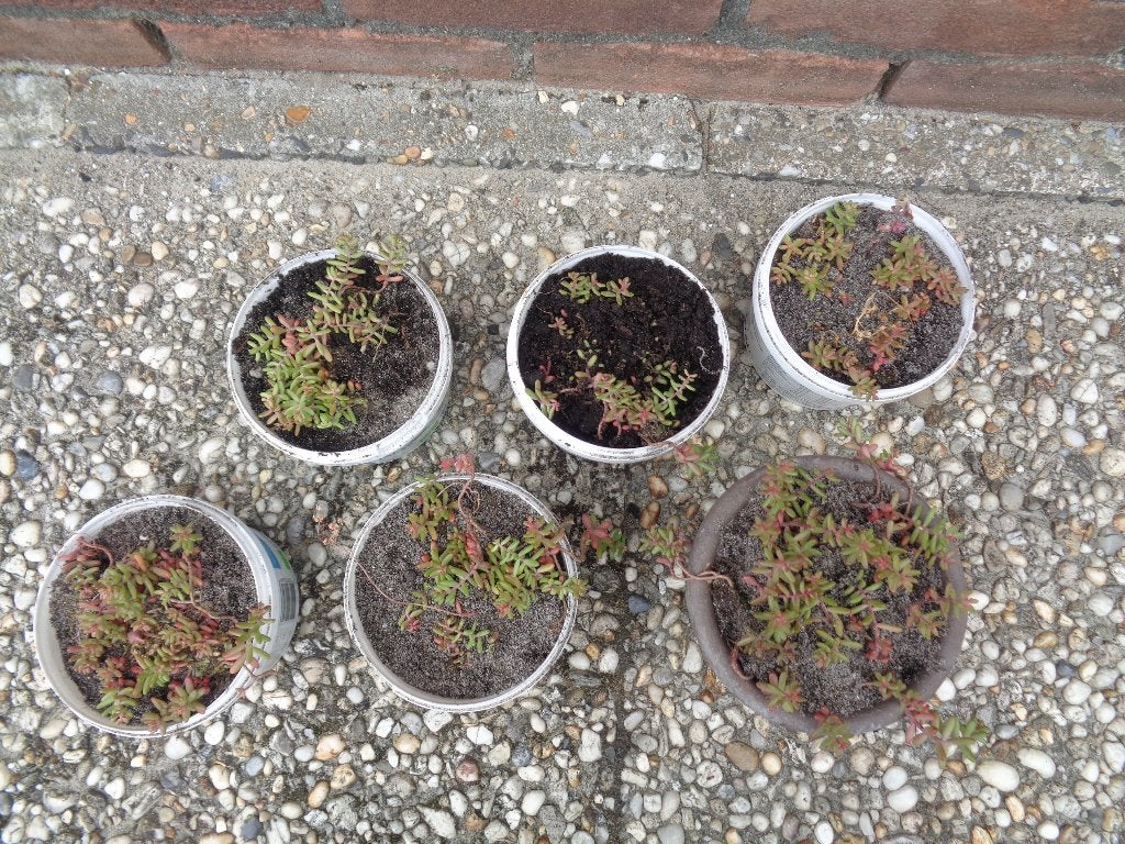 6x WIT VETKRUID SEDUM ALBUM rotsplantjes, Ophalen of Verzenden, Overige soorten, Volle zon