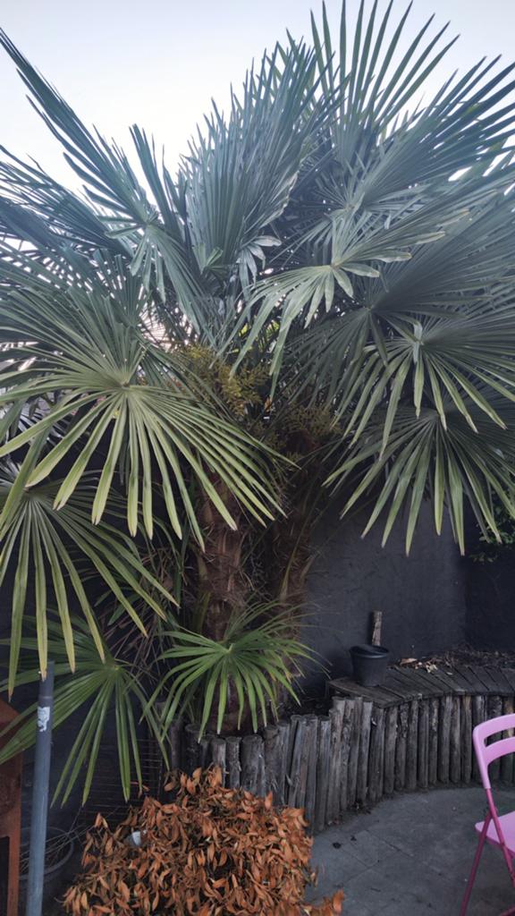 Chinese waaierpalm / Mannelijke bloem gevraagd vr bestuiving, Tuin en Terras, Planten | Tuinplanten, Ophalen of Verzenden, Overige soorten