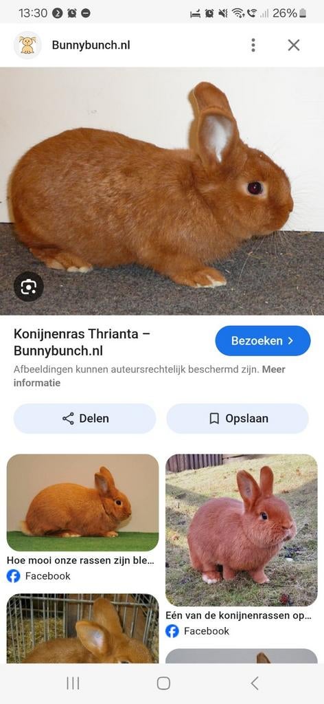 Triantha ram, Ophalen of Verzenden, Ren, Minder dan 60 cm