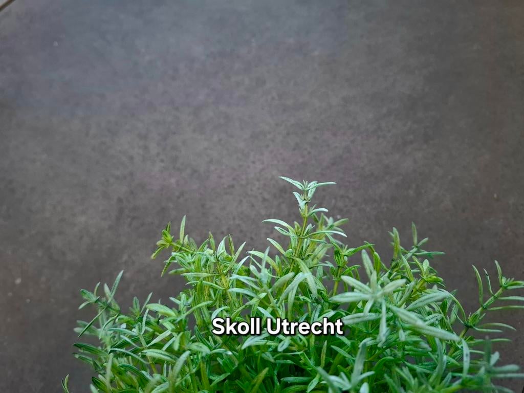 GeoCeramica van MBI RESTPARTIJEN, Ophalen of Verzenden, Nieuw, Beton, Terrastegels