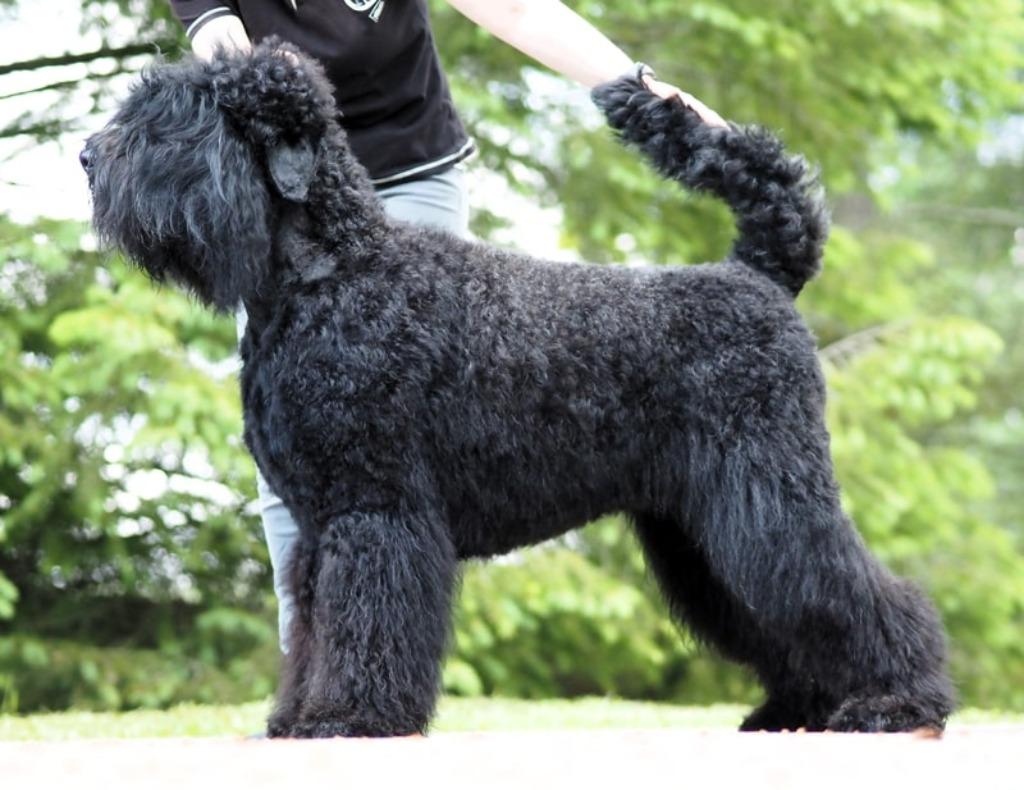 Zwarte Russische terriër, puppy's, stamboom FCI, Particulier, Overige rassen, 8 tot 15 weken, Buitenland