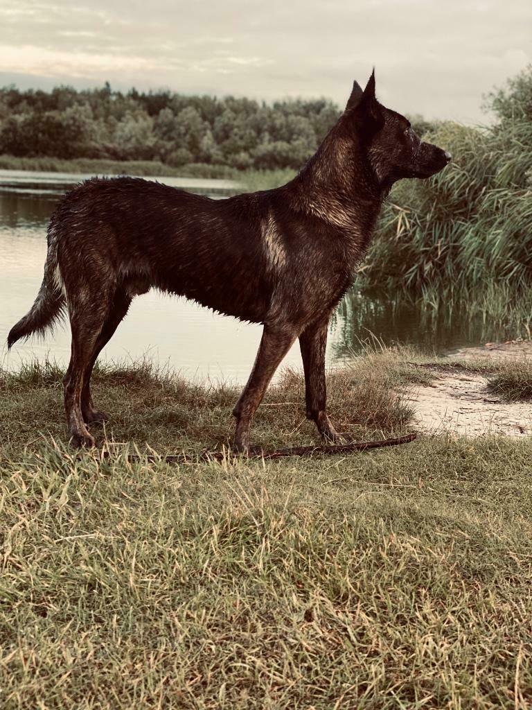 Ter dekking aangeboden: Mechelse X Hollandse herder, Dieren en Toebehoren, Honden | Dekreuen, Reu, 1 tot 2 jaar, Parvo, Eén hond