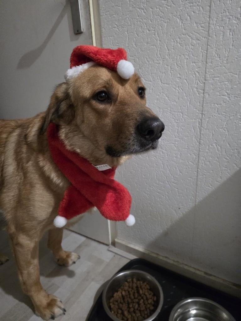 AIN: Bentley, Dieren en Toebehoren, Honden | Niet-rashonden, 1 tot 2 jaar, Buitenland, Eén hond, Reu