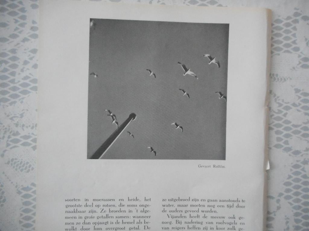 Meeuwen. 1939., Ophalen of Verzenden, 1920 tot 1940, Nederland, Knipsel(s)
