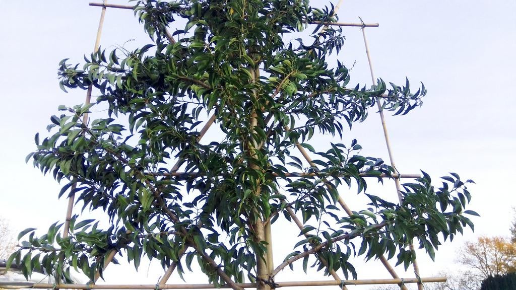 Portugese laurier | Prunus lusitanica angustifolia, Tuin en Terras, Ophalen of Verzenden, In pot, Halfschaduw, 100 tot 250 cm