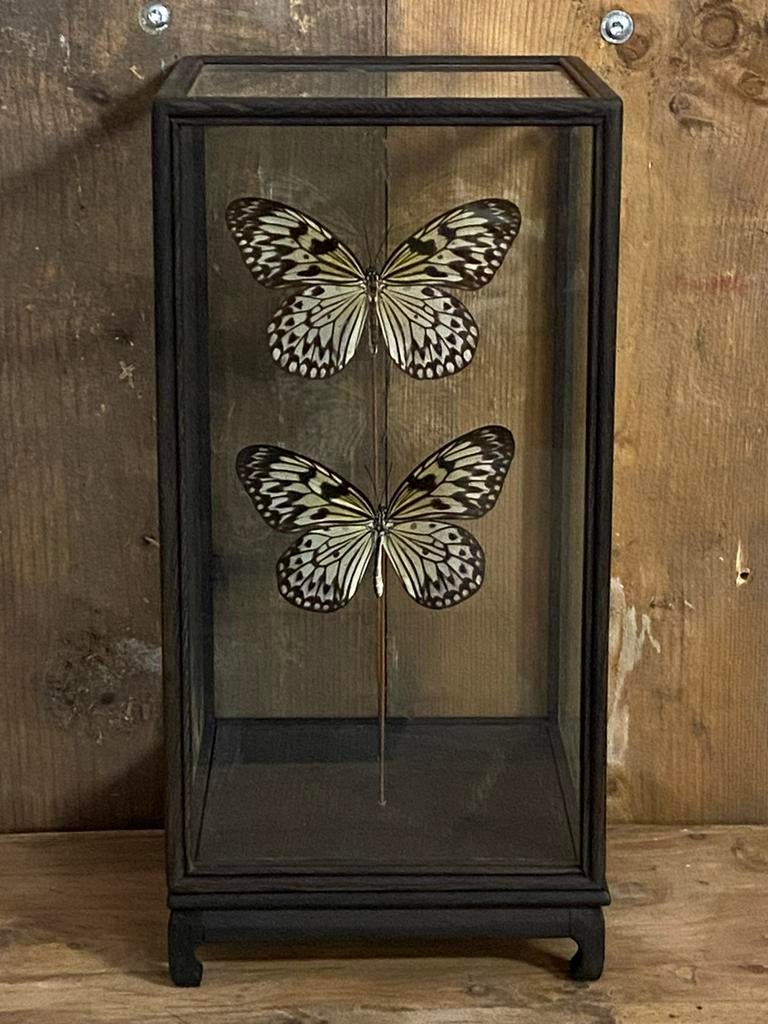 Mooie vitrine met Idea Leuconoe vlinders, Ophalen, Nieuw, Insect, Opgezet dier