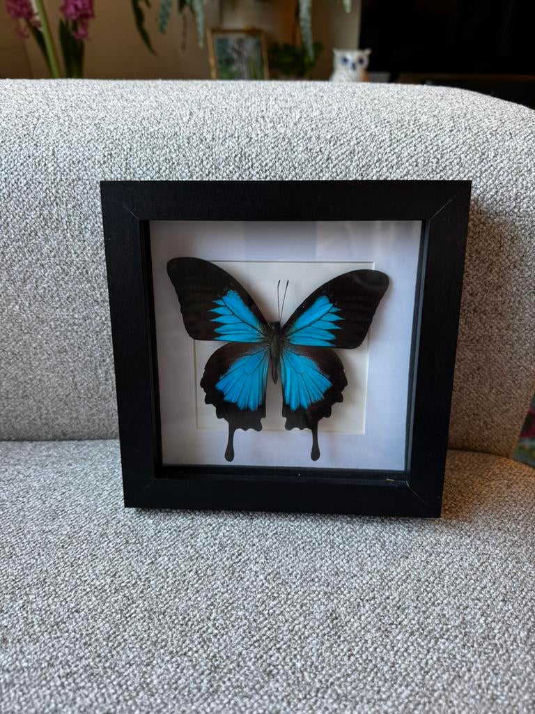 Diverse vlinders in lijst, Antiek en Kunst, Curiosa en Brocante, Ophalen